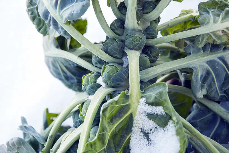 Una imagen horizontal de cerca de Brassica oleracea var.  gemmifera casi lista para la cosecha cubierta por una ligera capa de nieve.