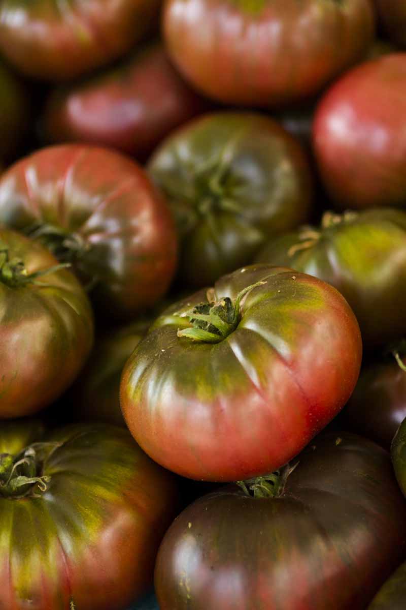 Una imagen vertical de primer plano de un montón de tomates maduros 'Púrpura Cherokee' que se desvanecen a un enfoque suave en el fondo.