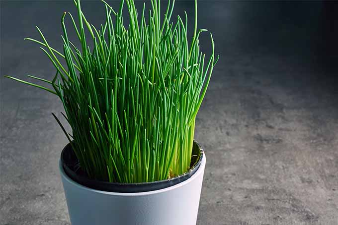 Una saludable planta de cebollino verde que se parece a la hierba, que crece en una maceta de cerámica blanca sobre un fondo gris.