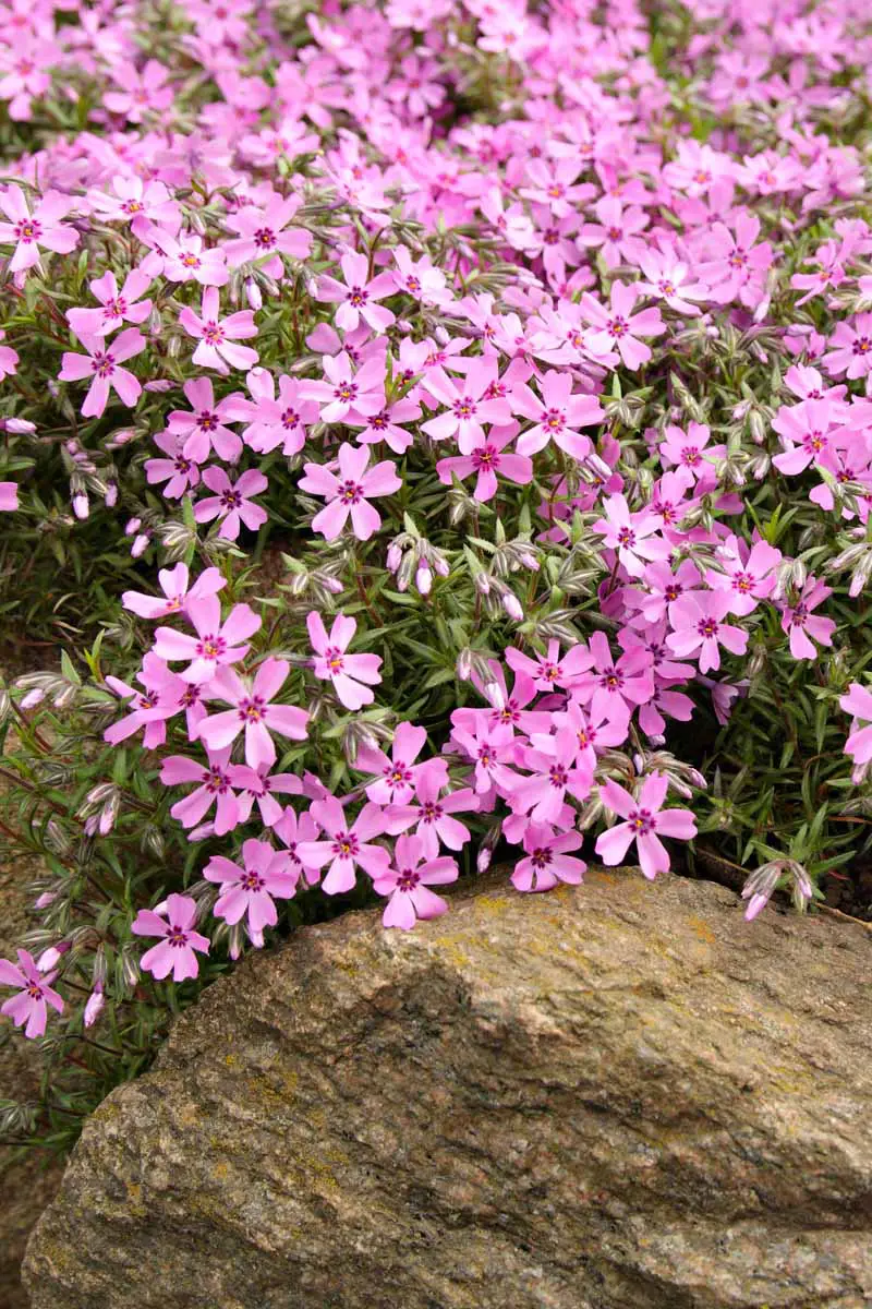 Flores rosadas de phlox rastreras de cinco puntas con pequeñas hojas verdes, que crecen sobre y entre grandes rocas marrones.
