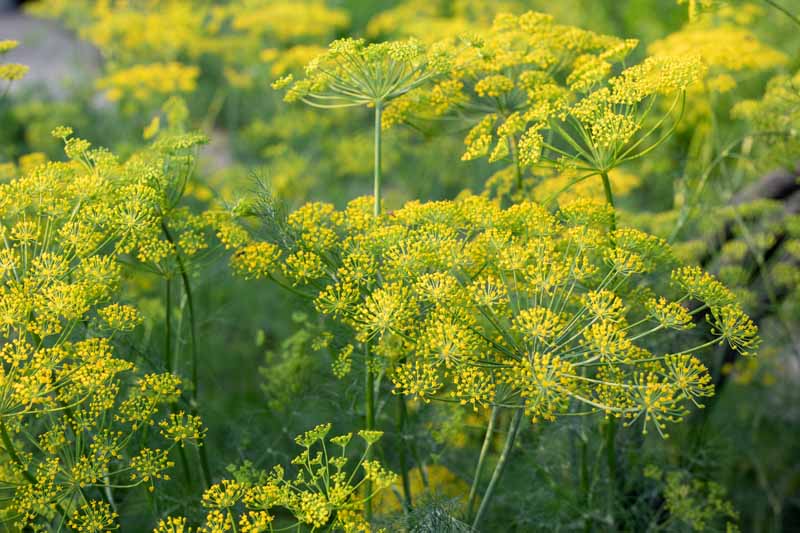 Un primer plano de un jardín de hierbas que cultiva plantas de malezas de eneldo (Anethum graveolens), con umbelas de color amarillo brillante, representadas bajo el sol brillante.