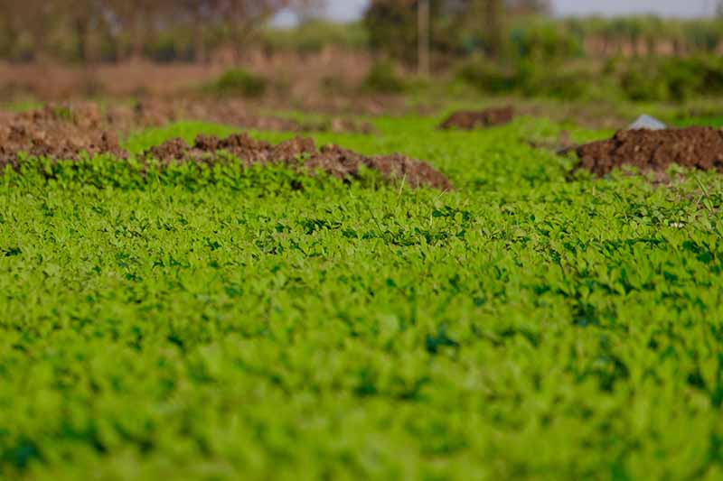 Un primer plano de las plantas de fenogreco que se utilizan como cultivo de cobertura en un campo en barbecho.  El verde brillante del follaje contrasta con varios montículos de tierra, con el fondo desvaneciéndose en un enfoque suave.