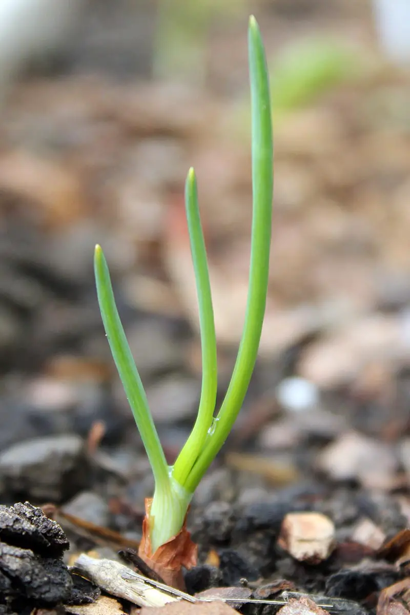 Una imagen vertical de cerca de una planta joven de allium que crece follaje verde brillante en un fondo de enfoque suave.