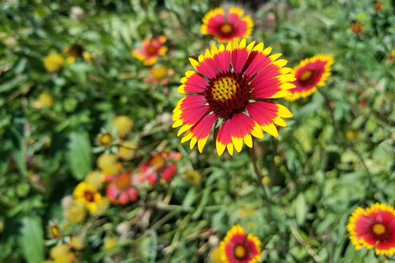 Una gran flor de manta roja y amarilla rodeada de flores más pequeñas y follaje verde, bajo un sol brillante.