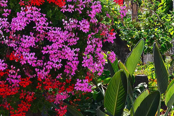 Los geranios que se arrastran están creciendo en un jardín entre muchas otras plantas.  Las flores son de color rojo brillante y rosa.  Junto a ellos hay hojas muy anchas de una planta tropical.