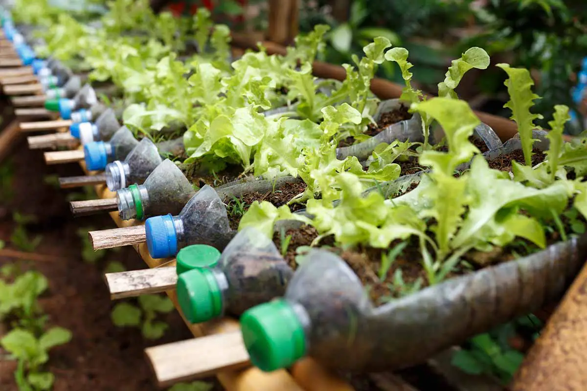 Una imagen horizontal de primer plano de una fila de botellas de plástico que han sido modificadas para cultivar lechuga.