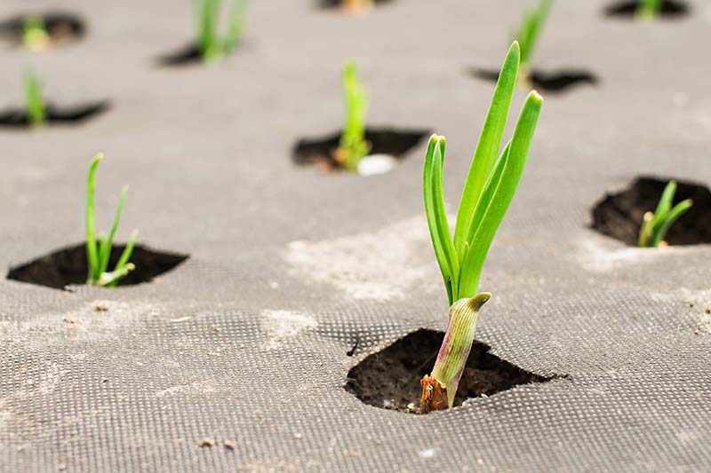 Una imagen horizontal de primer plano de cebollas que crecen a través de un tejido paisajístico que cubre el suelo.