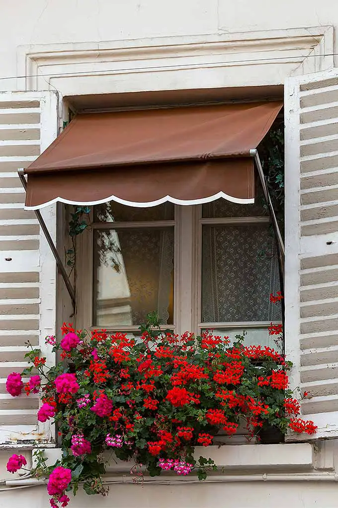 Cascada de geranios de hiedra rosa y roja que crecen en una caja de ventana debajo de una ventana con escalofríos blancos y un toldo marrón.