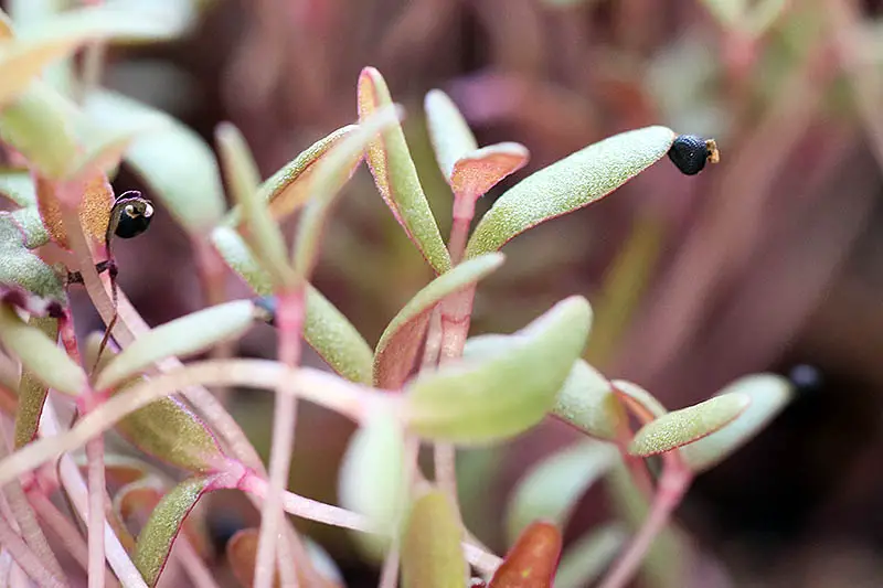 Un primer plano de los pequeños brotes de Portaluca oleracea que crecen en interiores sobre un fondo de enfoque suave.