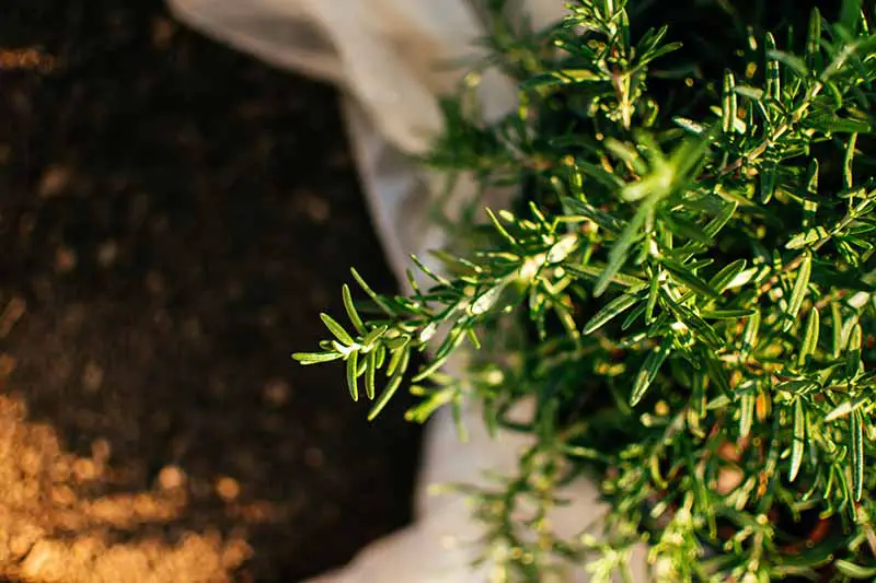Una imagen horizontal de primer plano de una bolsa de tierra colocada junto a una planta de romero que crece en una maceta fotografiada con luz solar filtrada.