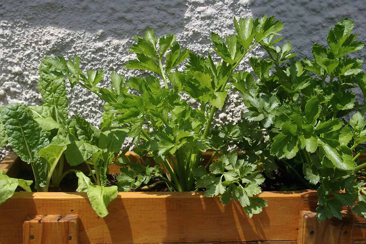 Una imagen horizontal de cerca del apio y otras verduras que crecen en una sembradora de madera al aire libre.