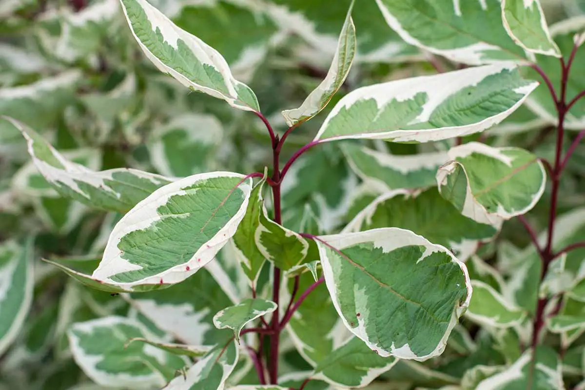 Una imagen horizontal de primer plano del follaje abigarrado de una planta de interior de higo llorón (Ficus benjamina).