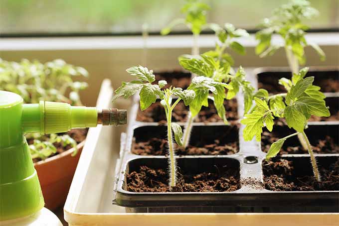 Plántulas de tomate plantadas en un recipiente de plástico negro para semillas en suelo marrón, colocadas en una bandeja de plástico blanca.