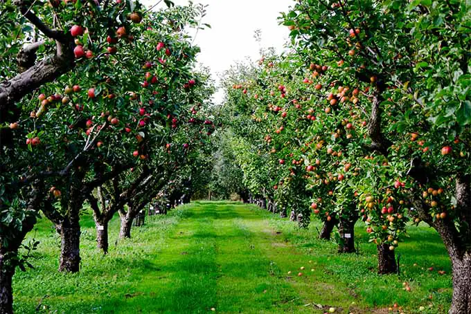 Dos hileras de árboles con enormes cargas de manzanas casi maduras.  Los frutos rojos y anaranjados destacan entre las hojas verdes.  Entre las dos filas, la hierba verde brillante se corta cuidadosamente.