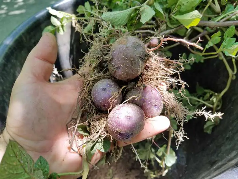 Una mano humana sosteniendo patatas cultivadas en casa.