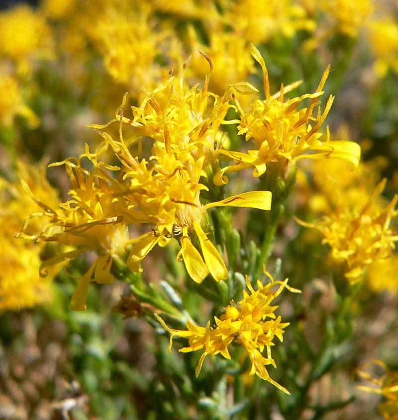 Cerca de las flores amarillas de Ericameria laricifolia.