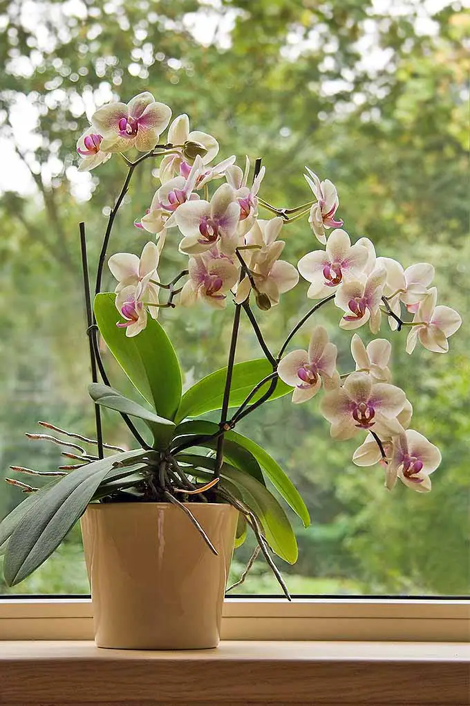 Entonces, está listo para comenzar con la jardinería de interiores.  ¿No estás seguro de qué plantas elegir?  ¡Sí, las orquídeas polilla están en la lista!  Echa un vistazo a nuestros favoritos: 