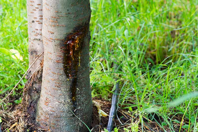 Una imagen vertical de primer plano del tronco de un árbol que sufre de gomosis.