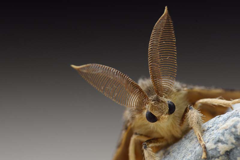 Una imagen horizontal de cerca de una polilla gitana, el insecto, no el avión, que parece una especie de conejo lindo, con "orejas" largas y grandes ojos negros en un fondo de enfoque suave.