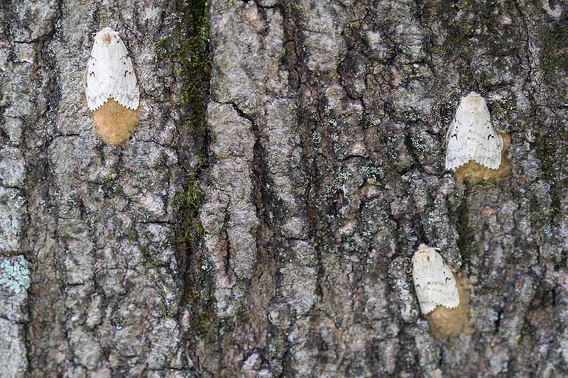 Una imagen horizontal de cerca de tres polillas gitanas adultas poniendo sus huevos en la corteza de un árbol.
