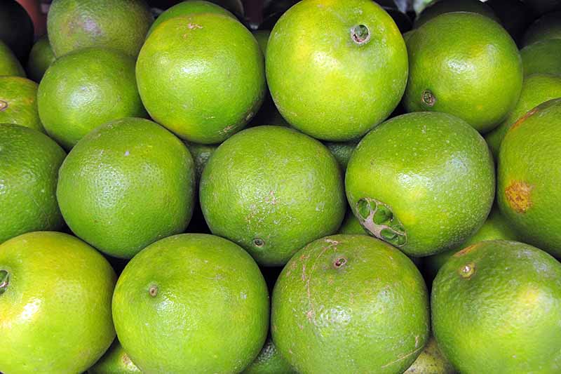 Fruta apilada infectada con la enfermedad del enverdecimiento de los cítricos, que muestra un color verde en lugar de madurar.