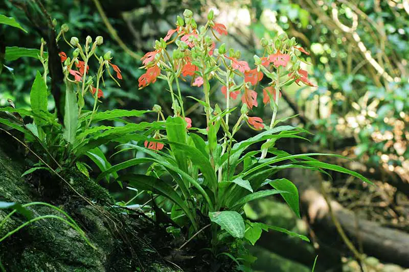 Una imagen horizontal de primer plano de las orquídeas Habenaria rhodocheila que crecen en la base de un tronco de árbol con pequeñas flores rojas.