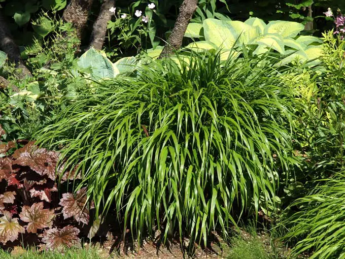 Un primer plano de un gran grupo de hierba hakonechloa, que crece en un borde en el jardín, fotografiado bajo el sol brillante en un día de verano.