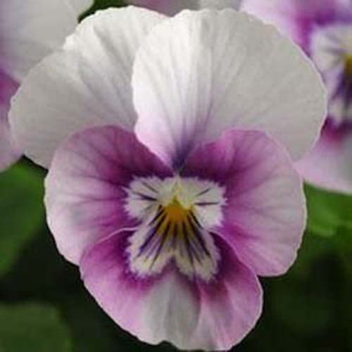 Un primer plano de una delicada flor blanca y rosa de la variedad de viola 'Halo' sobre un fondo de enfoque suave.