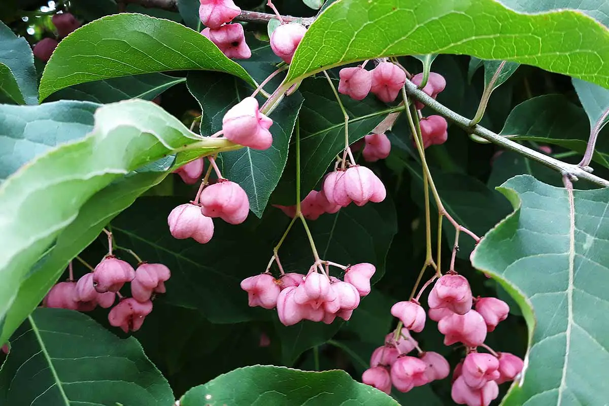 Una imagen horizontal de primer plano de los frutos de color rosa brillante del árbol de husillo de Hamilton en un fondo de enfoque suave.