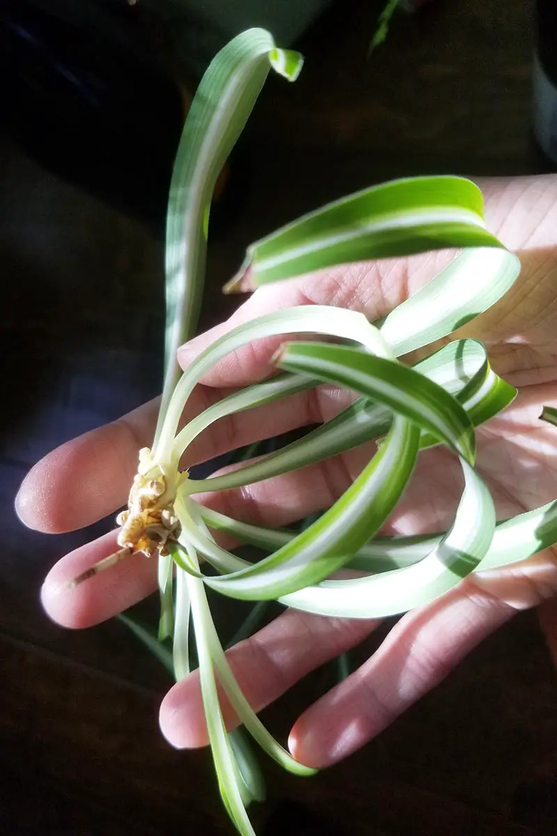 Una imagen vertical de una mano humana sosteniendo una araña cortada de la planta madre representada en un fondo oscuro.