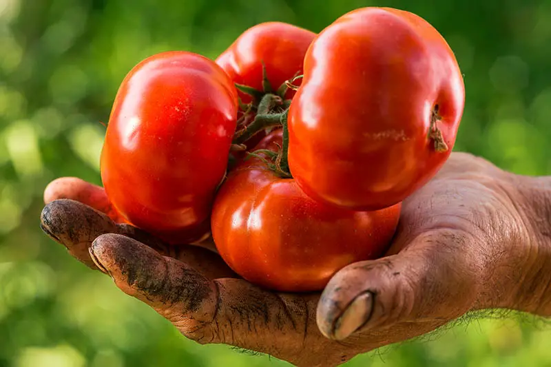 Un primer plano de una mano cubierta de tierra, sosteniendo cuatro tomates rojos brillantes, fotografiados a la luz del sol sobre un fondo verde de enfoque suave.
