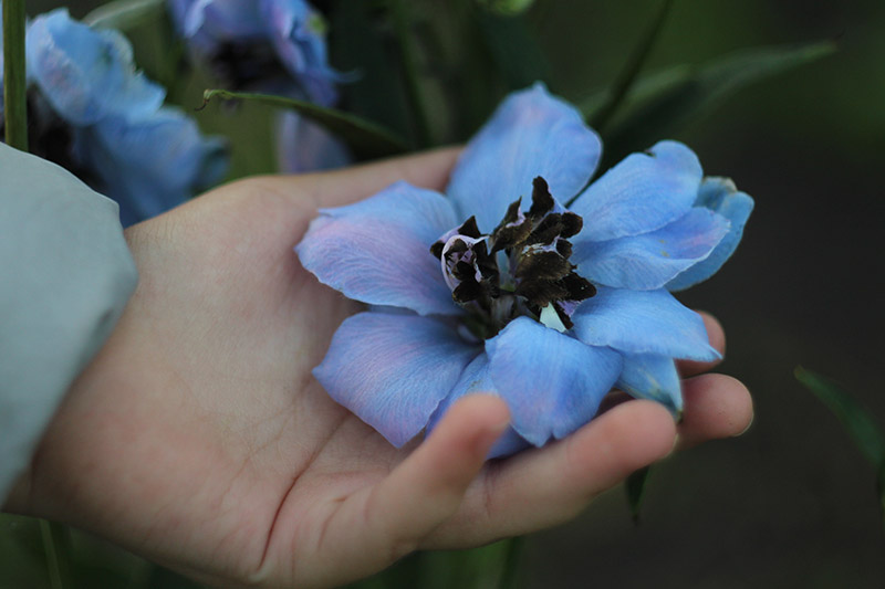 Una imagen horizontal de primer plano de una mano desde la izquierda del marco que sostiene una flor azul claro con un centro negro, representada en un fondo oscuro de enfoque suave.