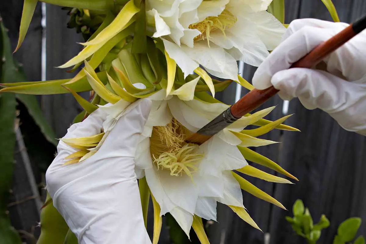 Una imagen horizontal de cerca de las manos enguantadas de un jardinero usando un pincel para polinizar a mano una flor.