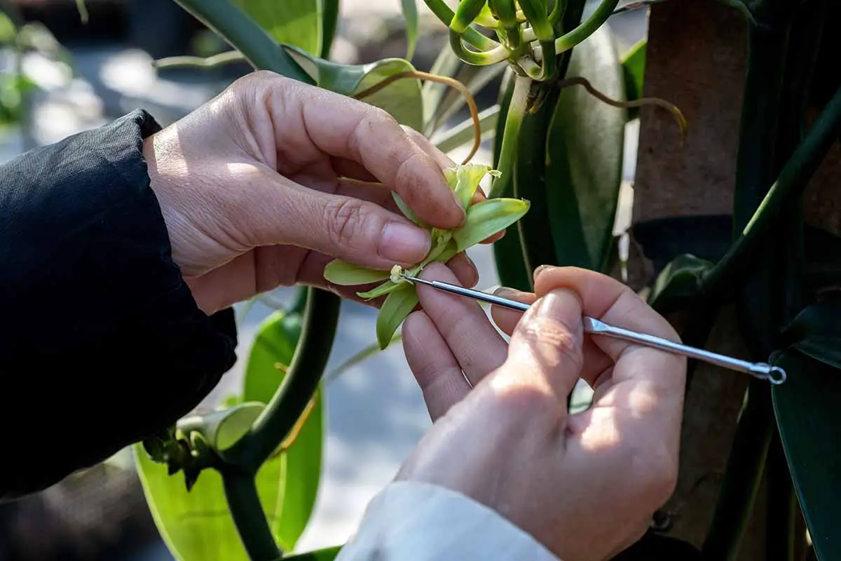 Una imagen horizontal de primer plano de las manos de un jardinero usando pinzas para polinizar a mano una orquídea.