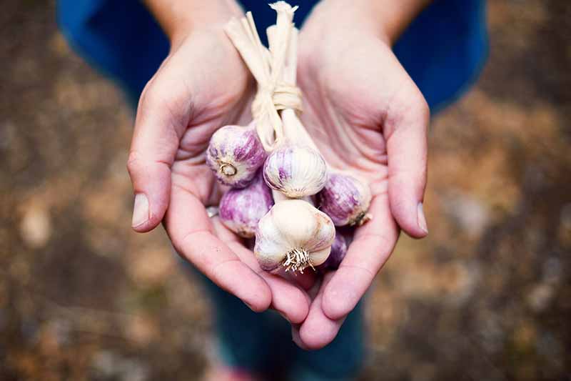 Dos manos sosteniendo un manojo de bulbos de ajo secos de color púrpura-blanco, atados juntos en los tallos.  El fondo es suelo marrón de enfoque suave.