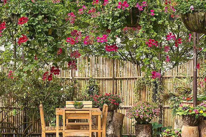 Una pequeña mesa de madera con cuatro sillas se encuentra en un jardín rodeado de geranios de hojas de hiedra.  Algunas de las plantas cuelgan mientras que otras están sentadas en tocones que la rodean.  El área está bordeada por una cerca de bambú.  Las flores son rosas y rojas.