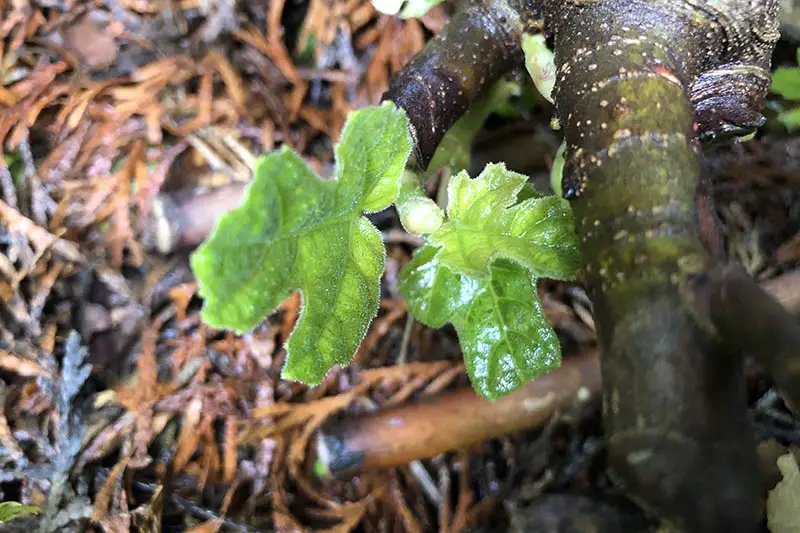 Un primer plano de un pequeño crecimiento nuevo en una planta de higo 'Hardy Chicago'.  Las pequeñas hojas verdes contrastan con el tallo oscuro con mantillo en un enfoque suave en el fondo.