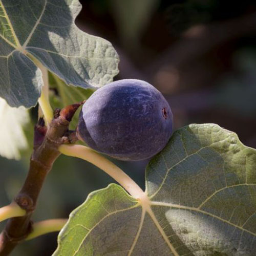 Un primer plano de una fruta madura de color púrpura oscuro de la variedad de higo 'Hardy Chicago'.  Representado en la rama con hojas grandes que la rodean en un fondo oscuro de enfoque suave.