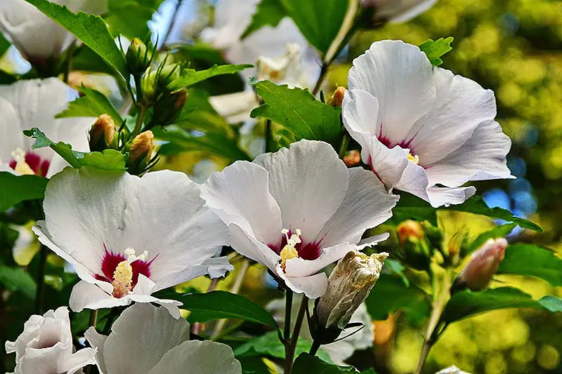 Un primer plano de flores blancas de H. moscheutos con centros escarlata profundos, rodeadas de follaje bajo la luz del sol sobre un fondo de enfoque suave.