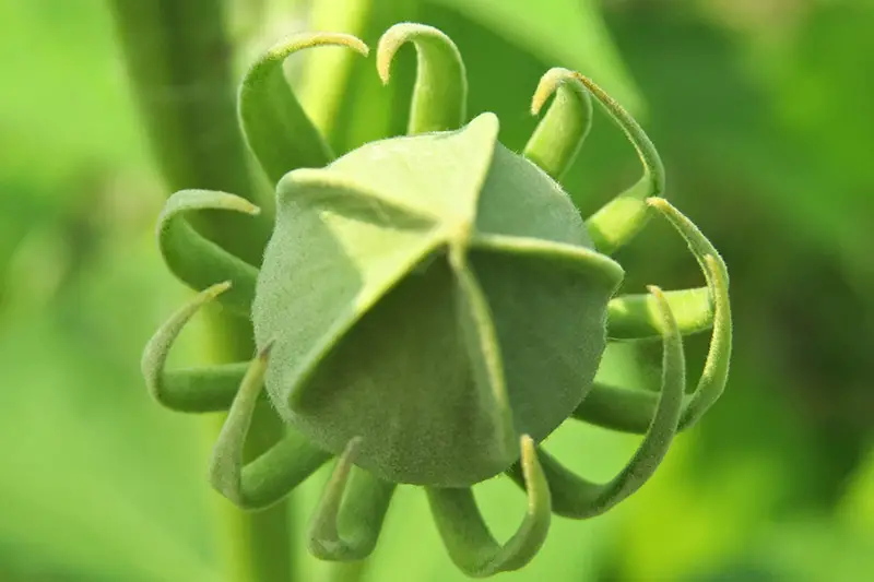 Un primer plano de una semilla verde de la planta H. moscheutos, representada a la luz del sol.