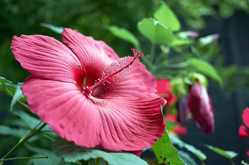 Un primer plano de una flor roja brillante H. moscheutos que crece en el jardín rodeada de follaje sobre un fondo de enfoque suave.