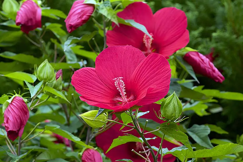 Un primer plano de las flores rojas del resistente arbusto de hibisco, que crece en el jardín rodeado de follaje verde, fotografiado a la luz del sol sobre un fondo de enfoque suave.