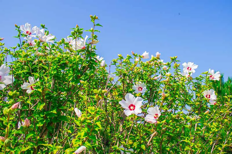 Un gran arbusto de hibisco resistente que crece en el jardín con flores blancas y rojas con cielo azul en el fondo.