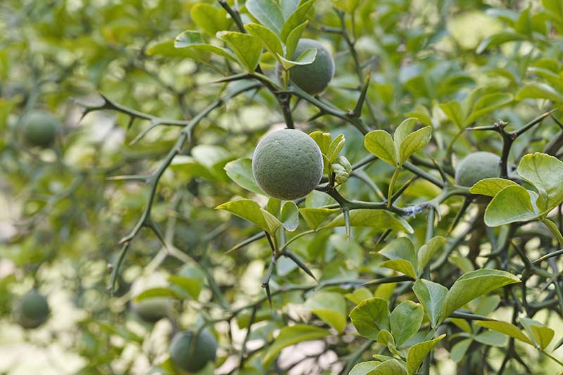 Un primer plano del resistente arbusto naranja con espinas viciosas y frutos verdes.