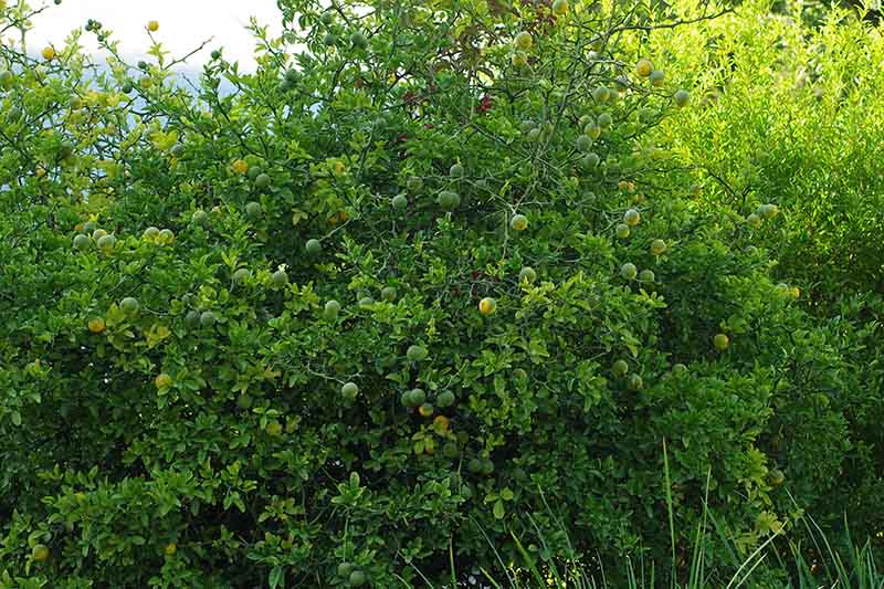 Un primer plano de un arbusto naranja resistente que crece en el paisaje.
