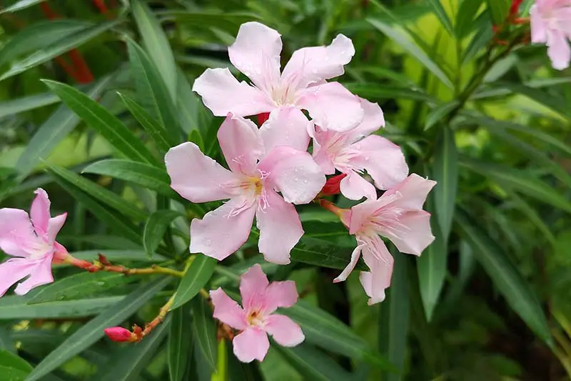 Una imagen horizontal de primer plano de Nerium 'Hardy Pink' que crece en el jardín en la foto sobre un fondo de enfoque suave.