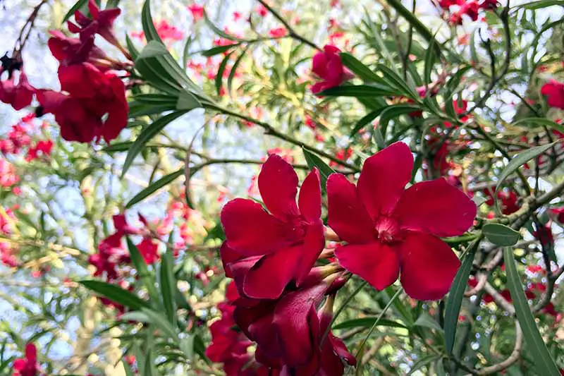 Una imagen horizontal de cerca de flores rojas brillantes que crecen en el jardín con follaje en un enfoque suave en el fondo.