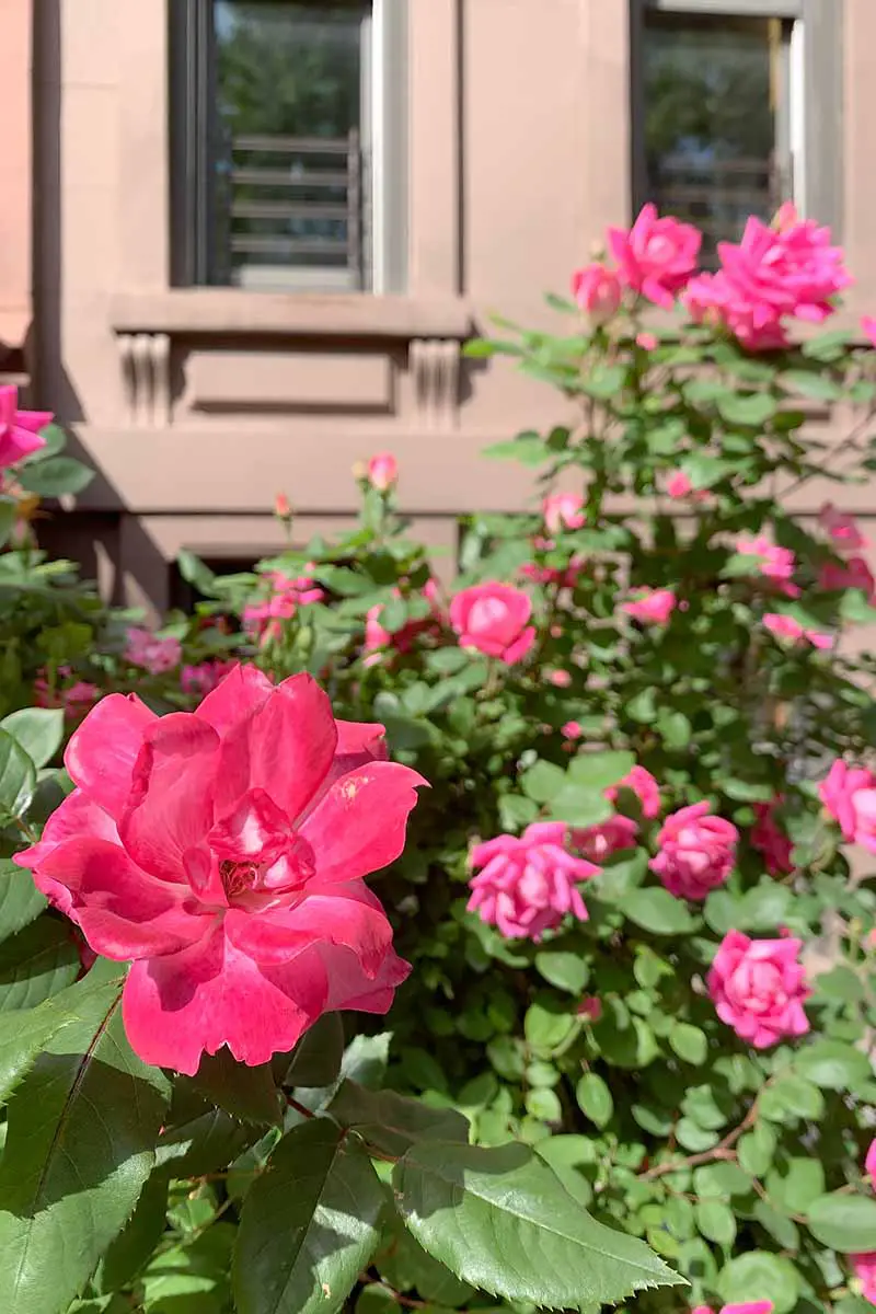 Una imagen vertical de rosas resistentes de color rosa brillante que crecen fuera de una residencia fotografiada bajo un sol brillante.