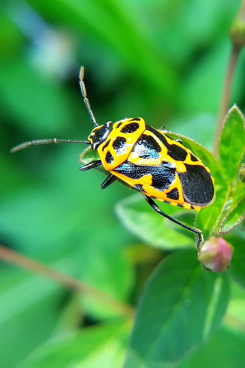 Una imagen vertical de primer plano de un escarabajo arlequín negro y amarillo en un capullo de flor representado en un fondo de enfoque suave.