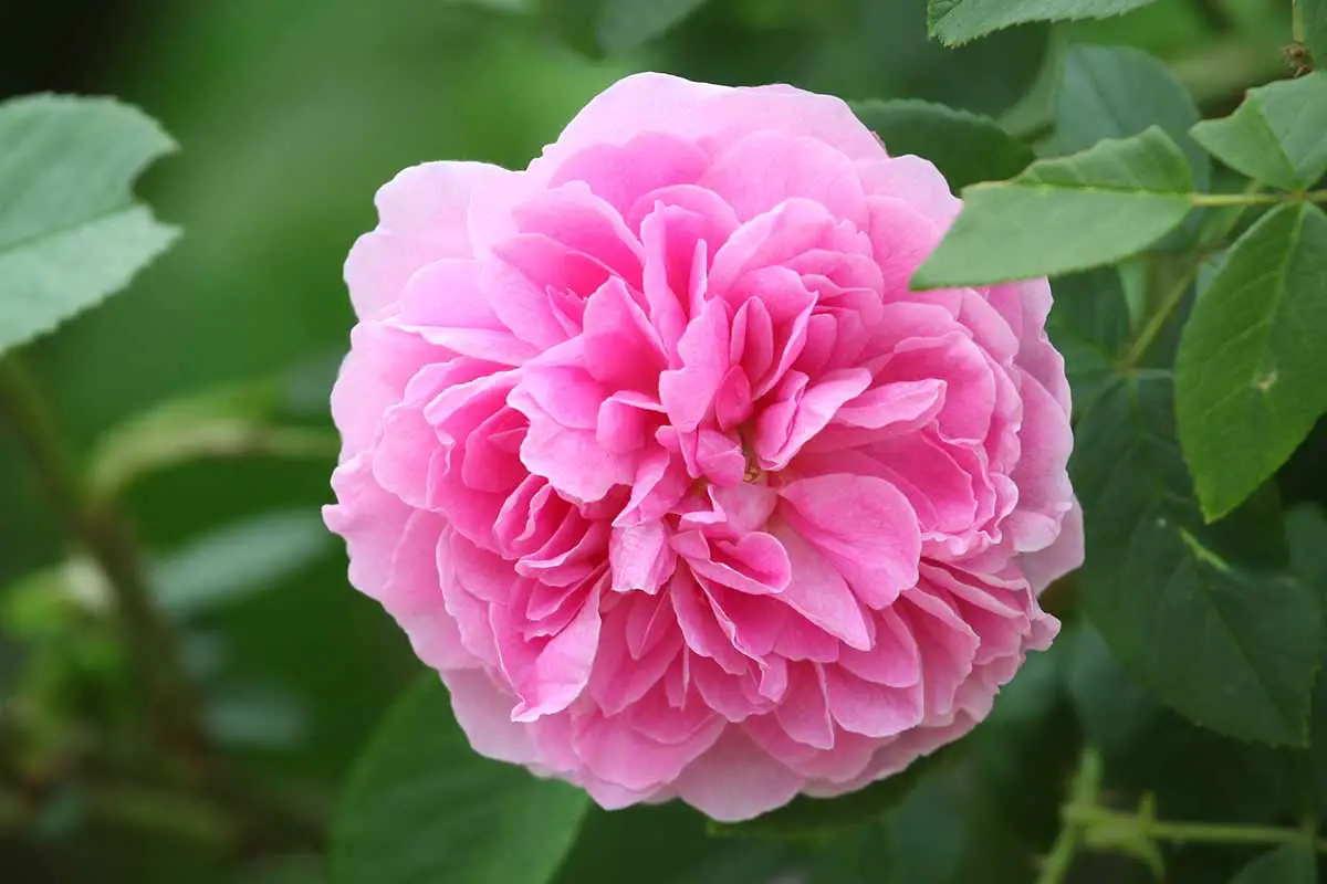 Una imagen horizontal de primer plano de una rosa 'Harlow Carr' de doble pétalo que crece en el jardín con follaje en un enfoque suave en el fondo.